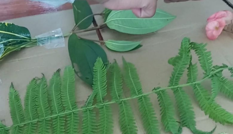Praktikum Herbarium Kelas 7: Belajar Mengenal Keanekaragaman Tumbuhan