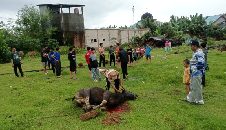 Tahun Pertama, Pesantren Al-Madani Sinjai Sukses Laksanakan Penyembelihan 2 Ekor Sapi dan 1 Ekor Kambing